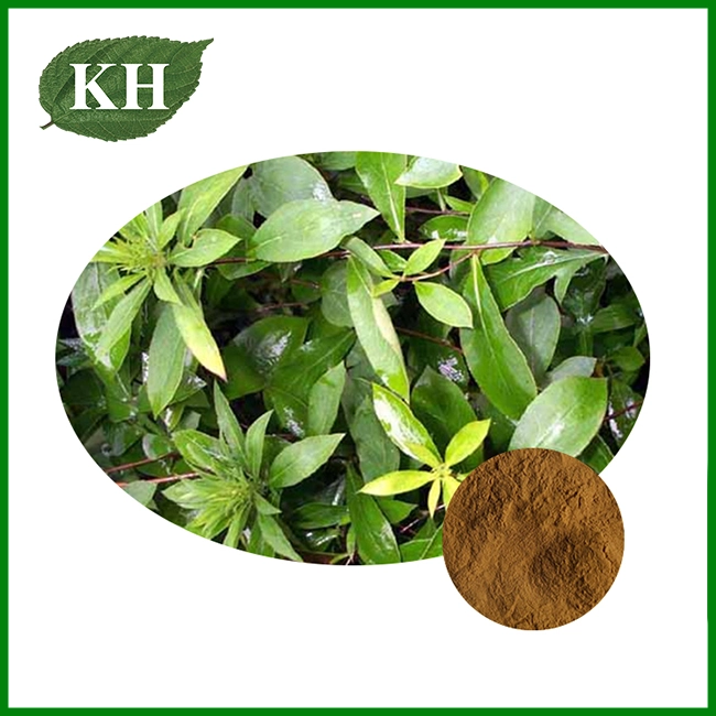 Senna Leaf Extract Powder Senna Leaf Extract Powder